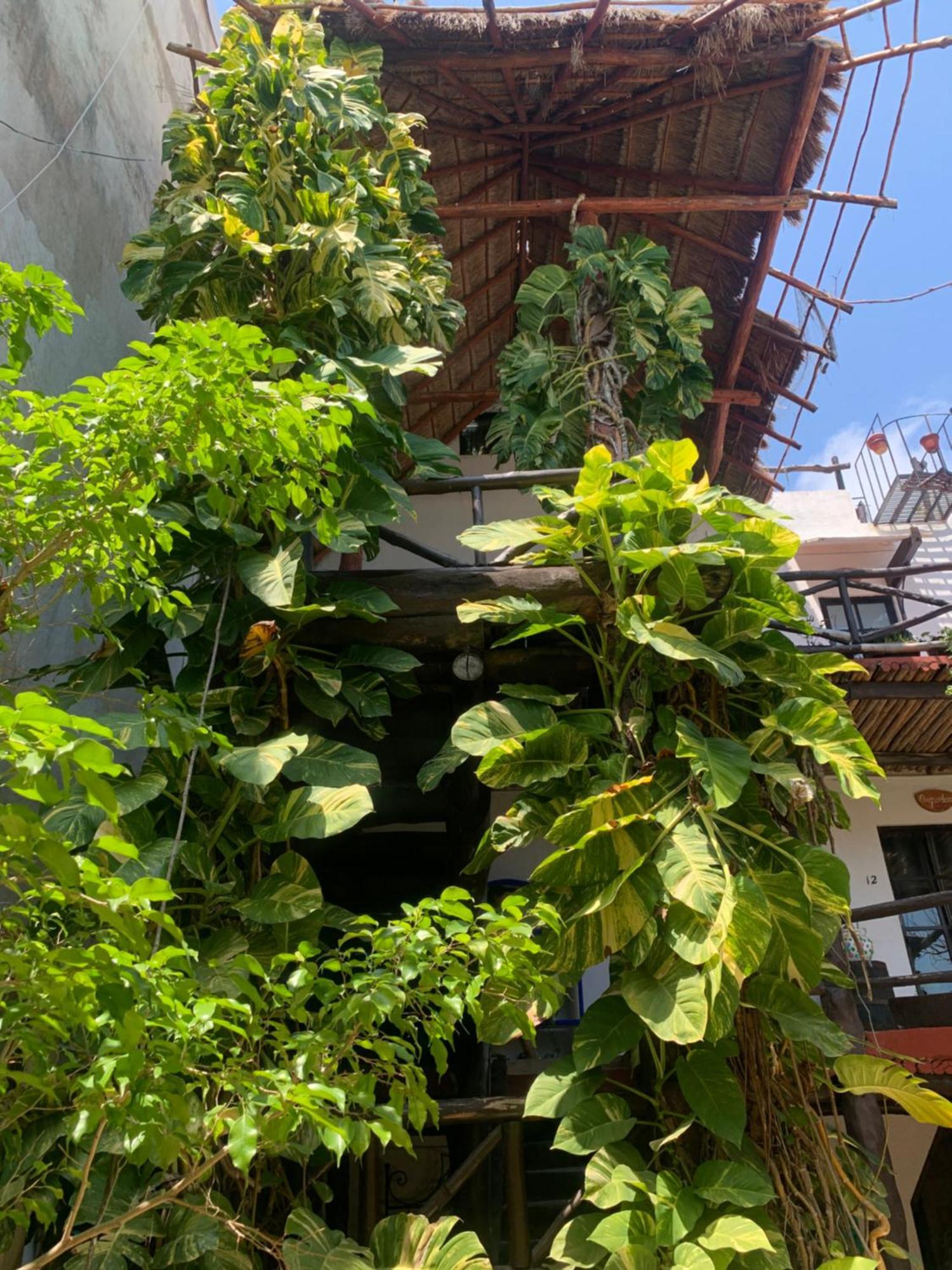 Casa Caribe カンクン エクステリア 写真 A green wall in Mexico City