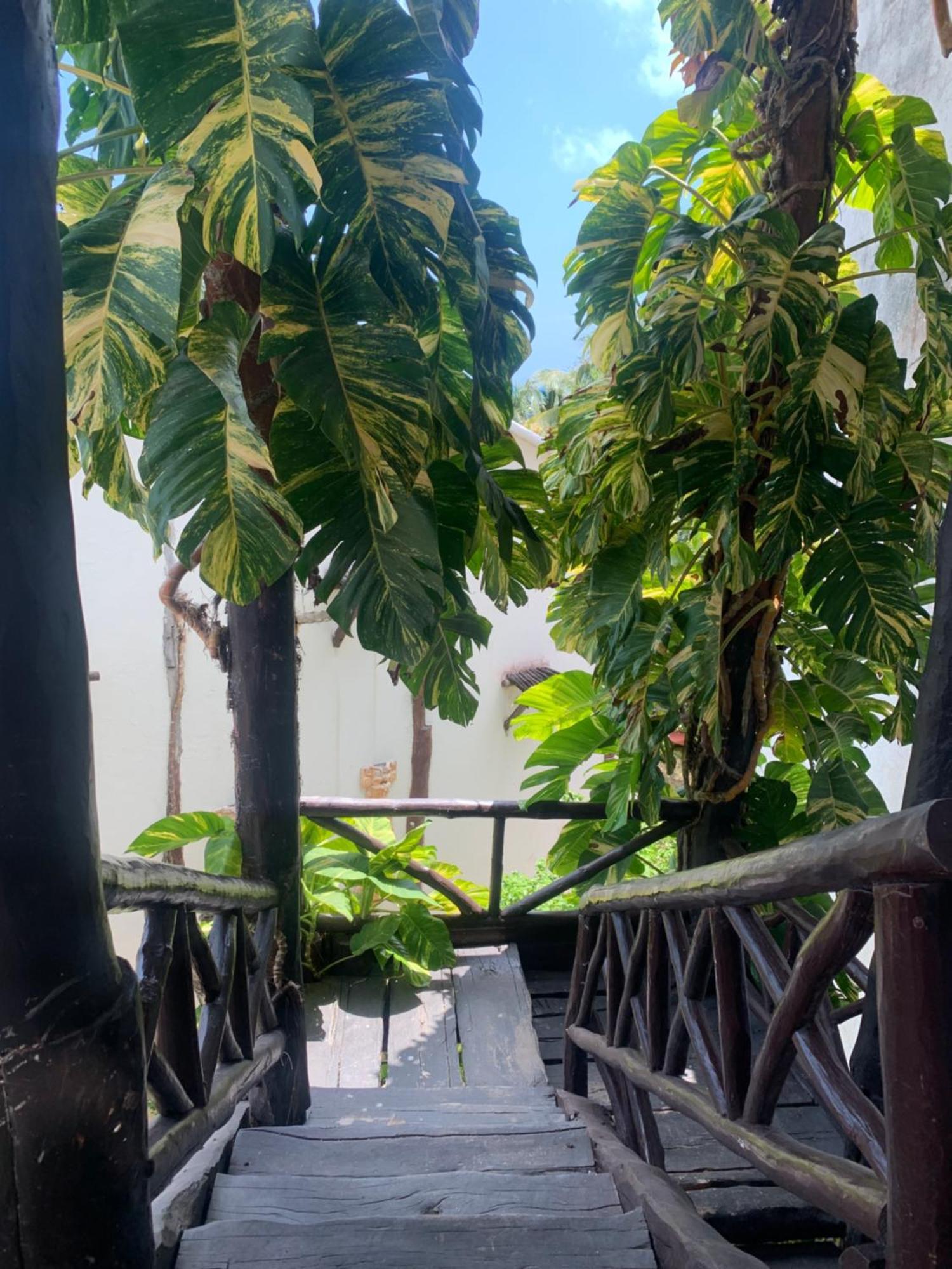 Casa Caribe カンクン エクステリア 写真 A view of the garden